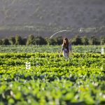 Nainen tarkastaa satoa pellolla