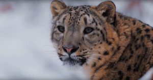 um grande plano de um leopardo das neves