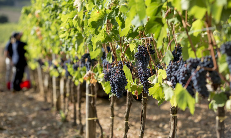 Ciacci Piccolomini D’Aragona