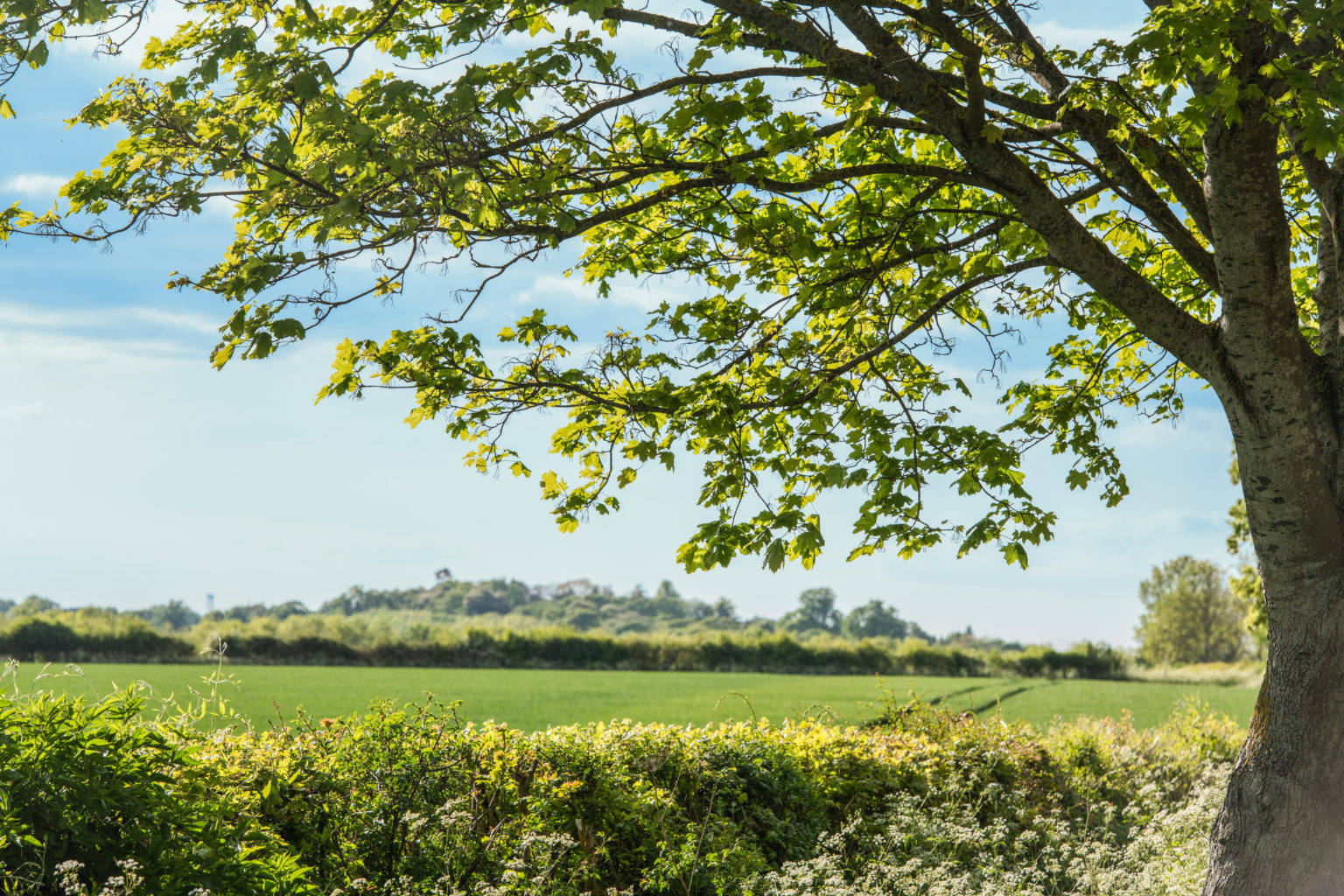 ett stort grönt fält med träd i bakgrunden