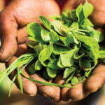 um close-up de uma planta verde