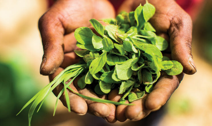 um close-up de uma planta verde