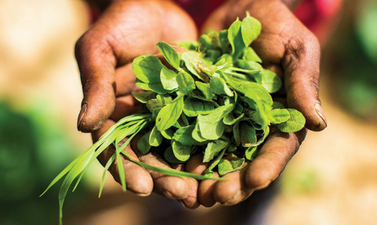 um close-up de uma planta verde