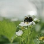 een close-up van een bloem