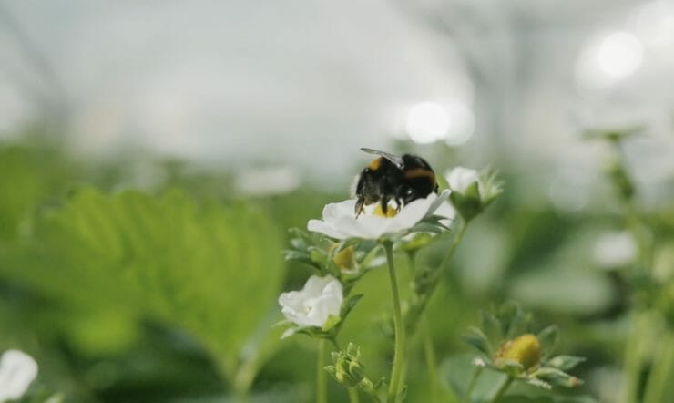 een close-up van een bloem