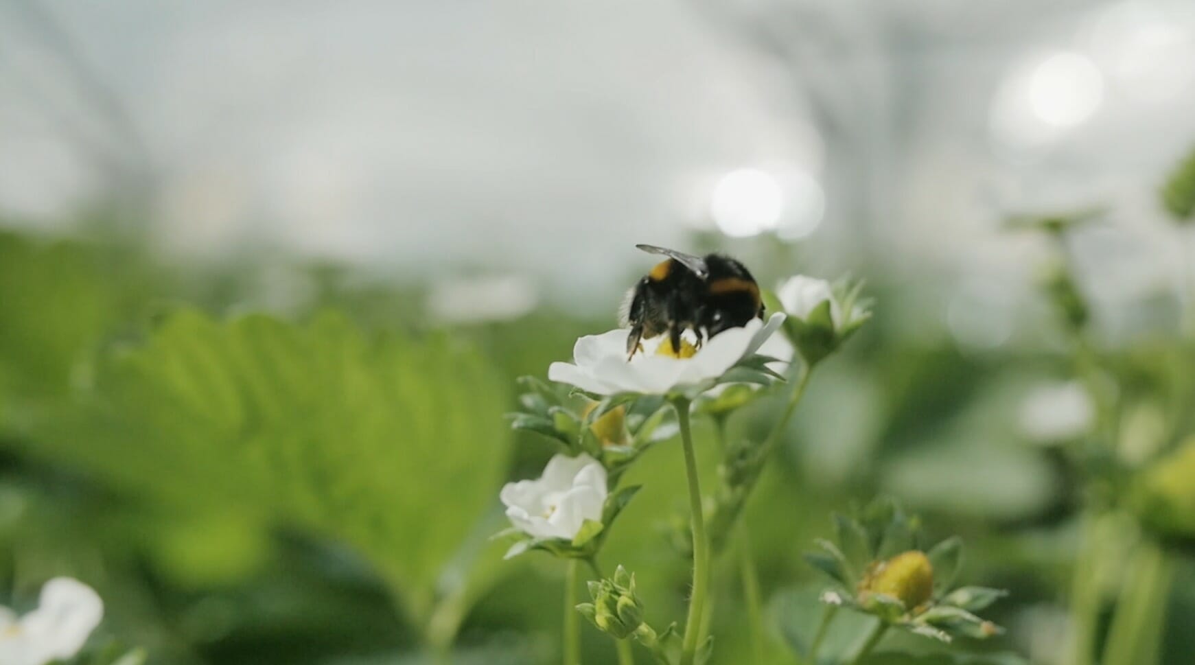 een close-up van een bloem