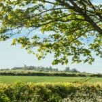 et stort grønt felt med trær i bakgrunnen