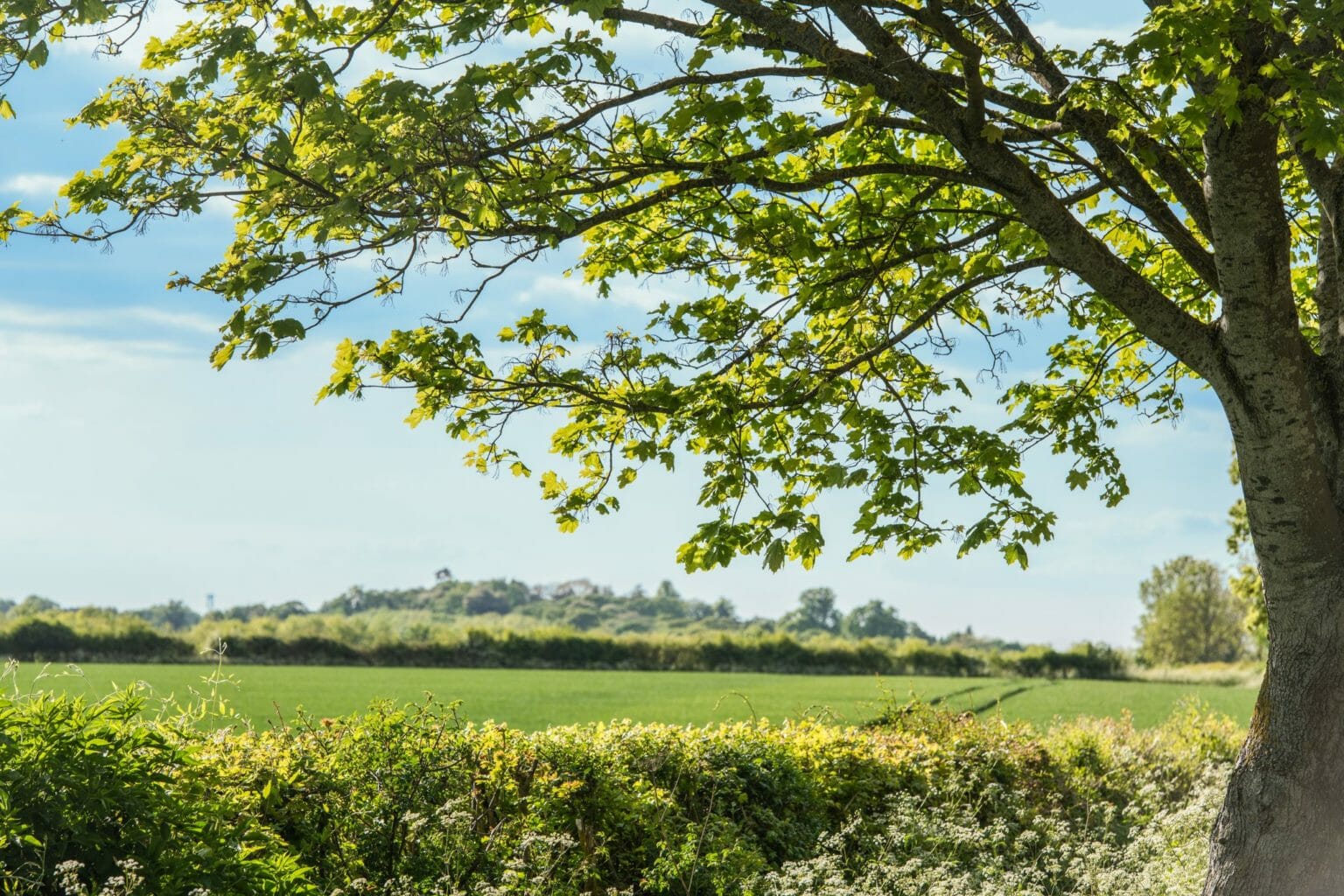 een groot groen gebied met bomen op de achtergrond
