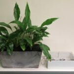 plant with iot sensor