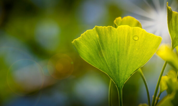 Blured background with a green leaf